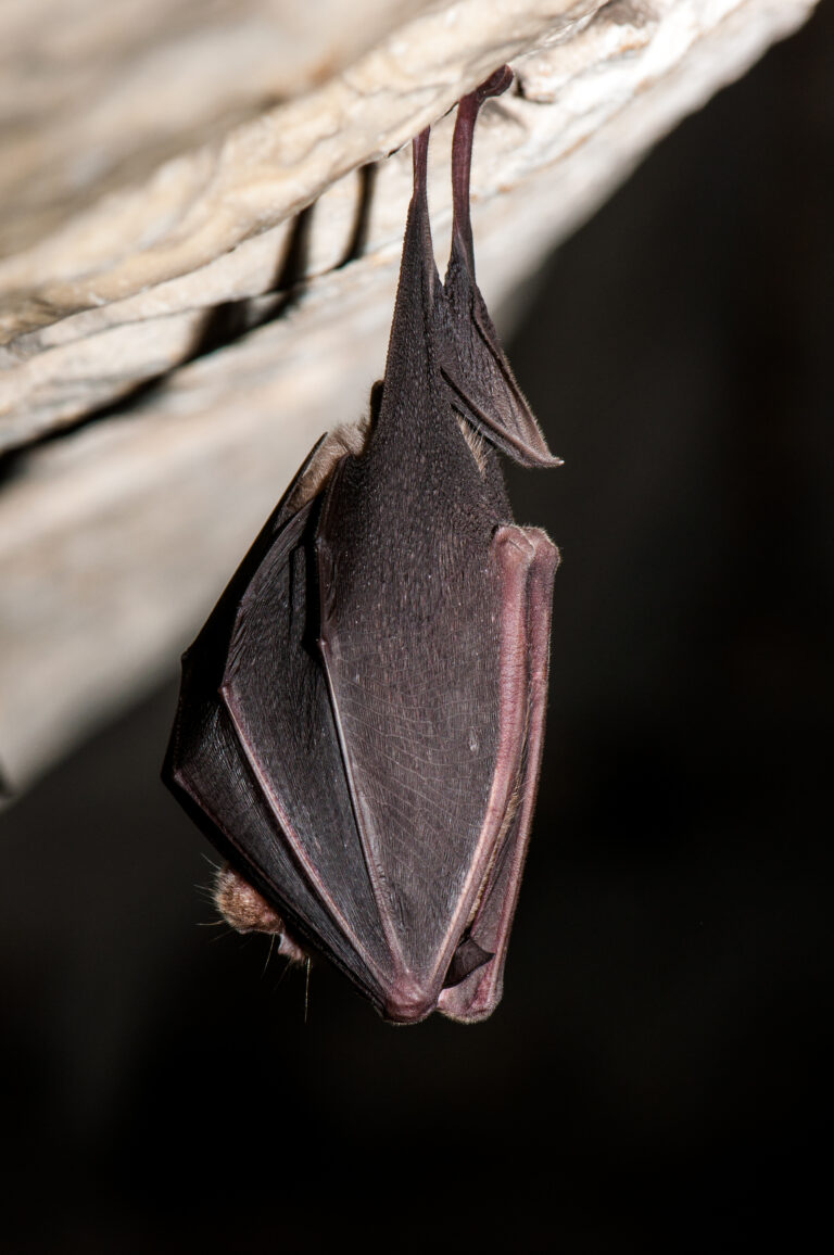 Grand rhinolophe, Rhinolophus ferrumequinum
A.Lory, 2017
