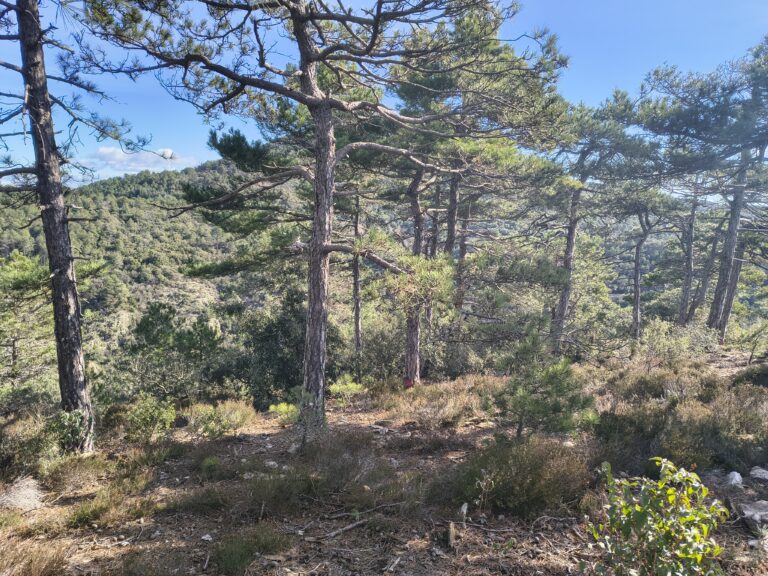 Pinèdes (sub-)méditerranéennes de pins noirs endémiques Pin de Salzmann