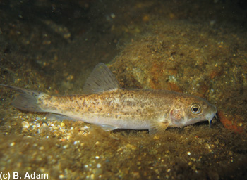 Barbeau méridional, Barbus meridionalis