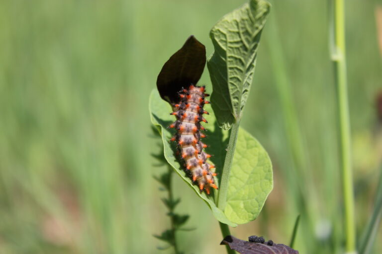 Chenille Diane, Zerynthia polixena